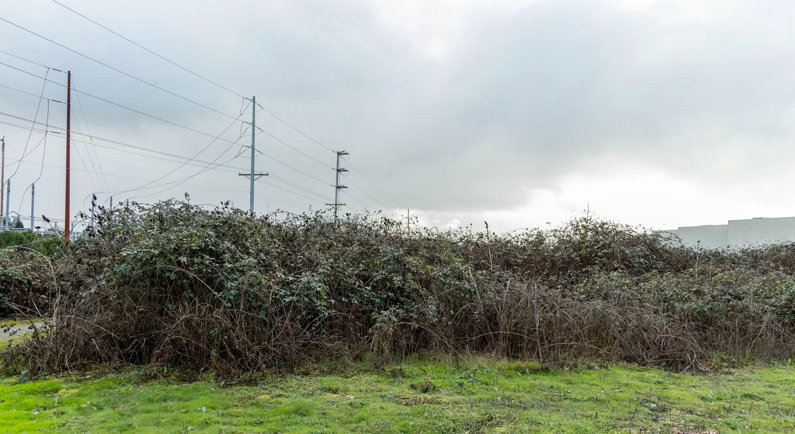 Wide mound of bare blackberry canes along the edge of a mowed field under power lines on a gray day