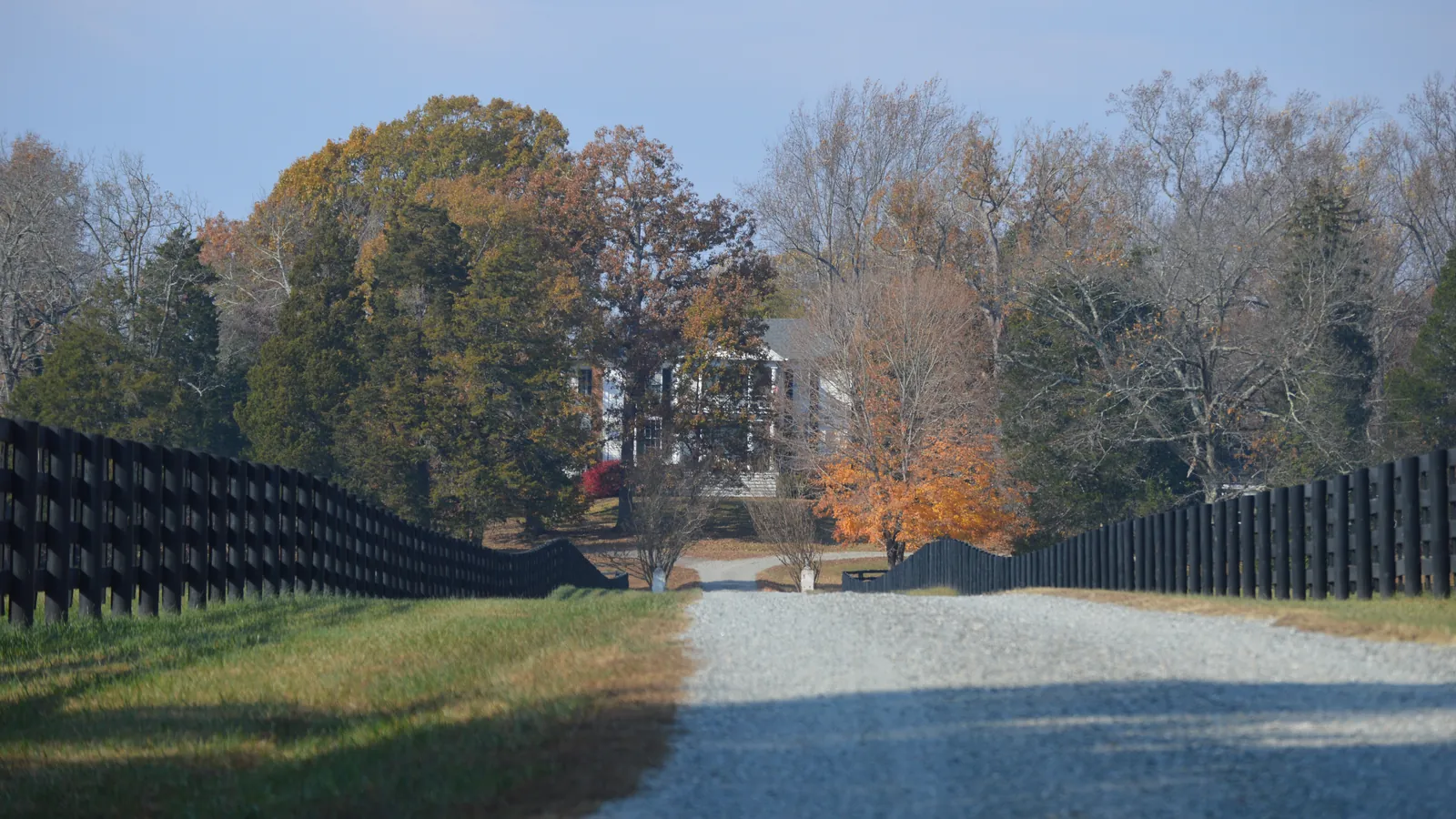 Smooth gravel driveway running between black board fences toward a house in autumn trees, the even surface driveway grading leaves behind