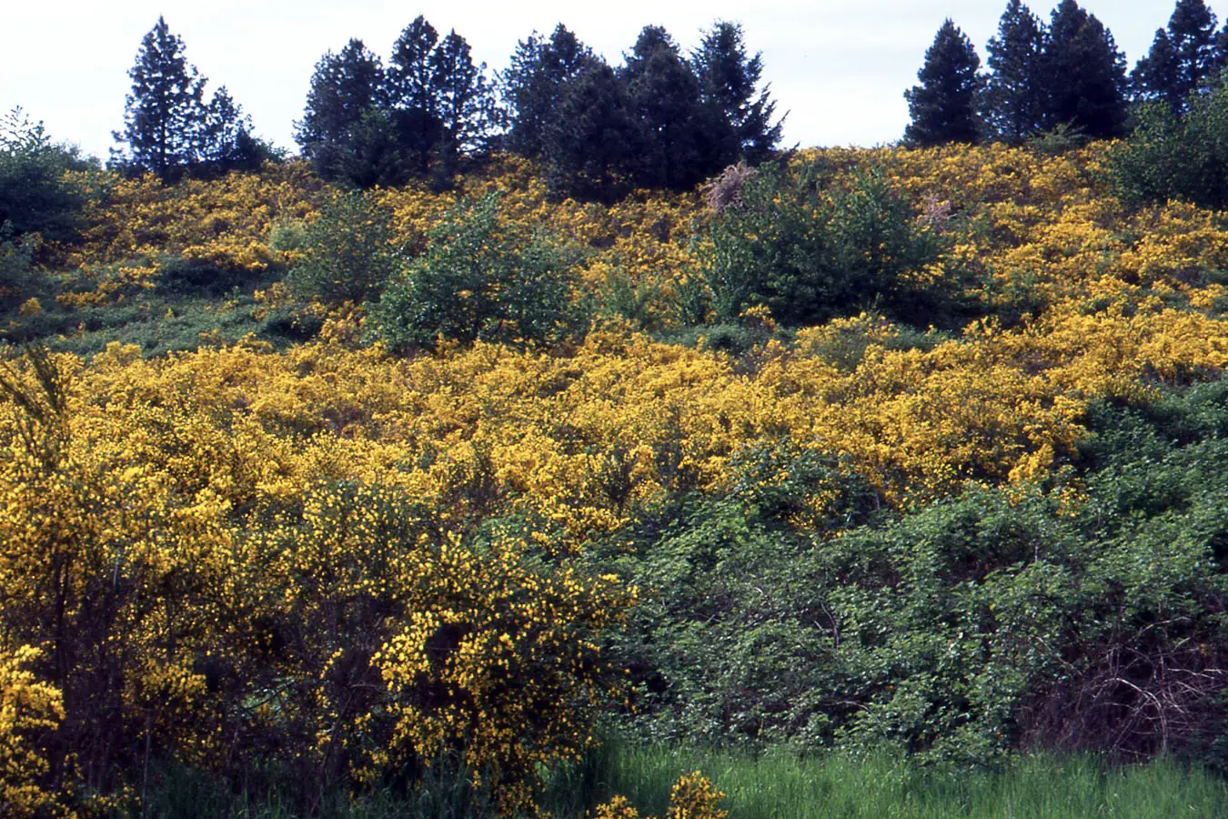 Hillside overgrown with blooming Scotch broom and brush below a ridge of conifers, steep ground ready for hillside clearing