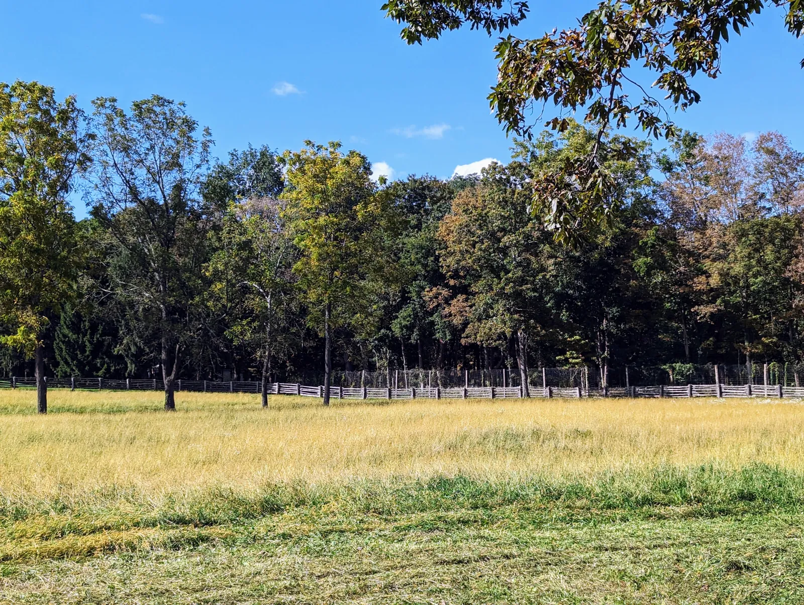 Freshly mowed field with cut grass laid down, a split rail fence and a green treeline at the far edge