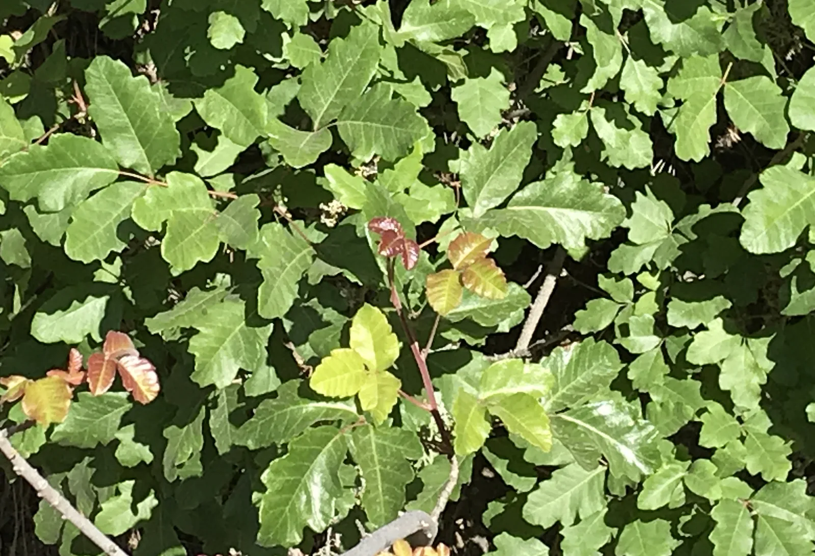 Dense Pacific poison oak shrub with glossy, lobed three-part leaves, a few of them turning red