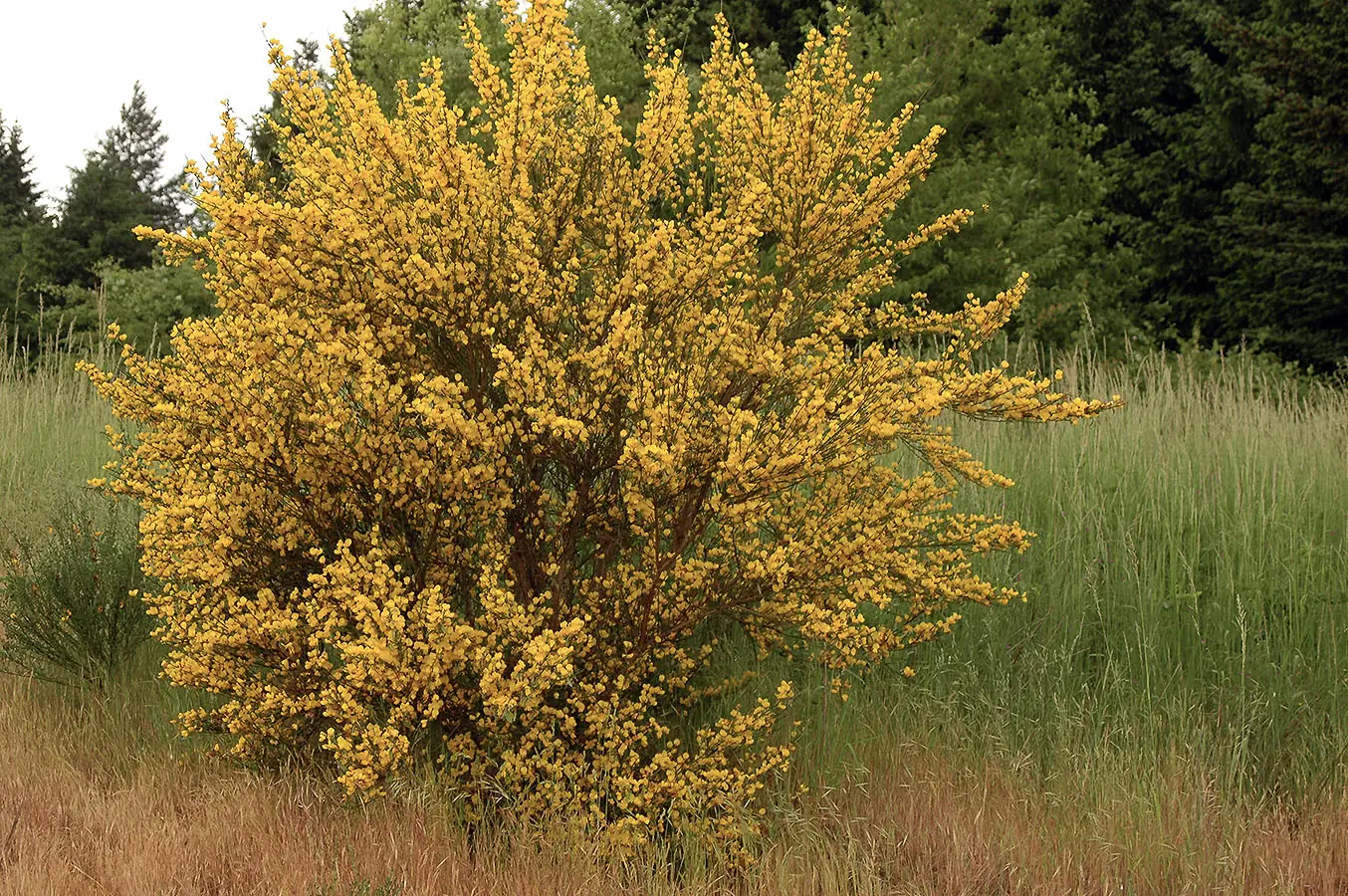Scotch broom shrub in full yellow bloom in tall grass at the edge of a conifer stand