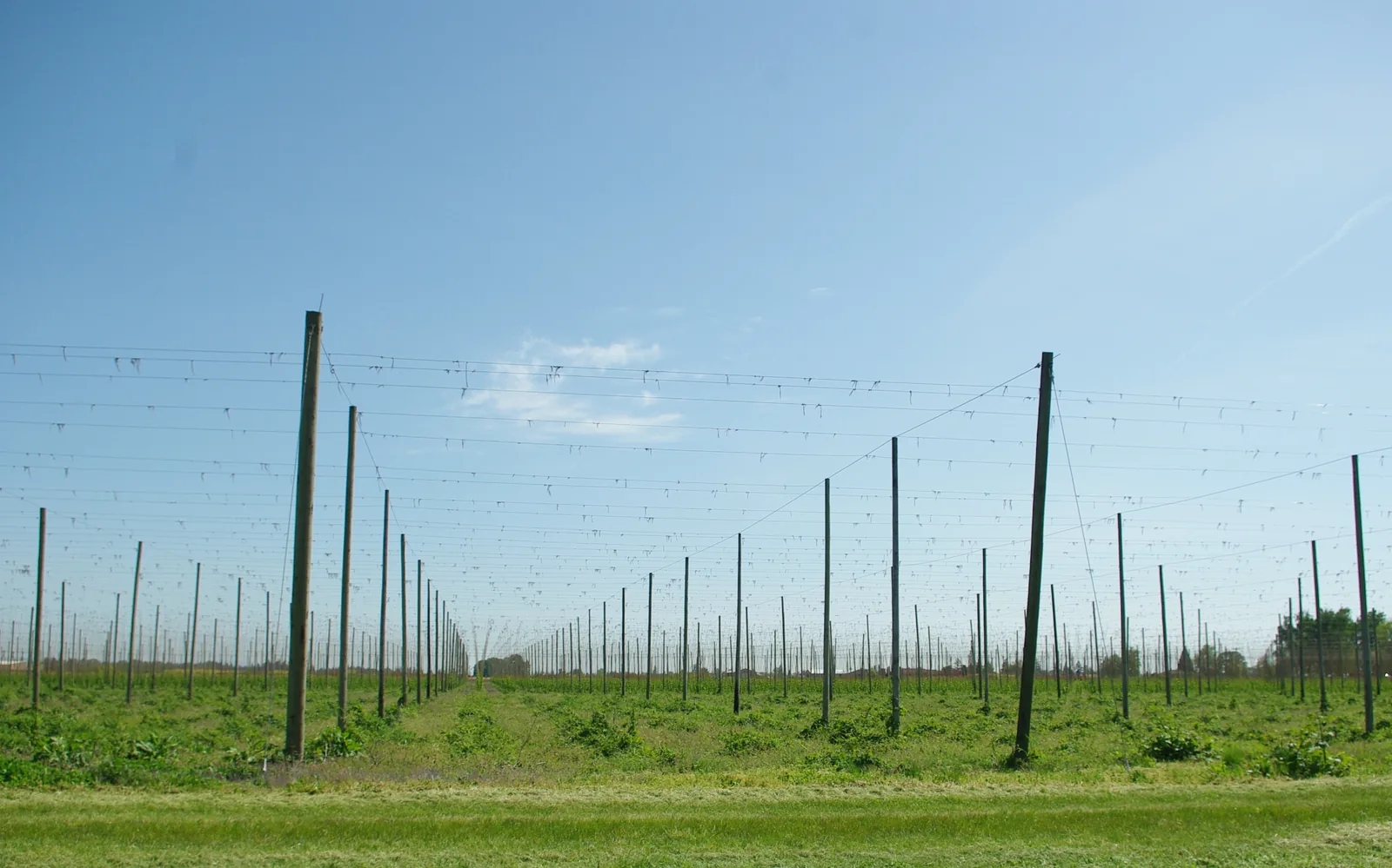 Hop yard poles and trellis wires over green farm ground on French Prairie, the farm country around Woodburn, Oregon